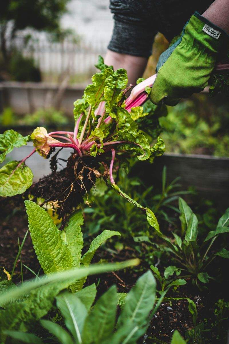 Jardin Harmonie Pro 5